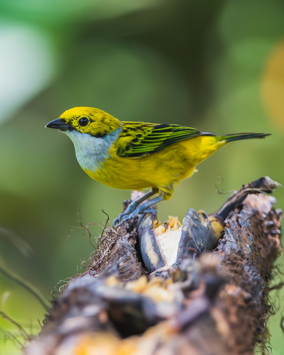 Silver-throated Tanager - ML623459333