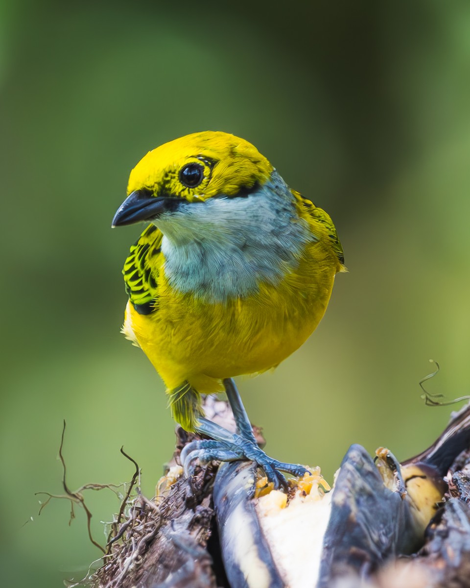 Silver-throated Tanager - ML623459334
