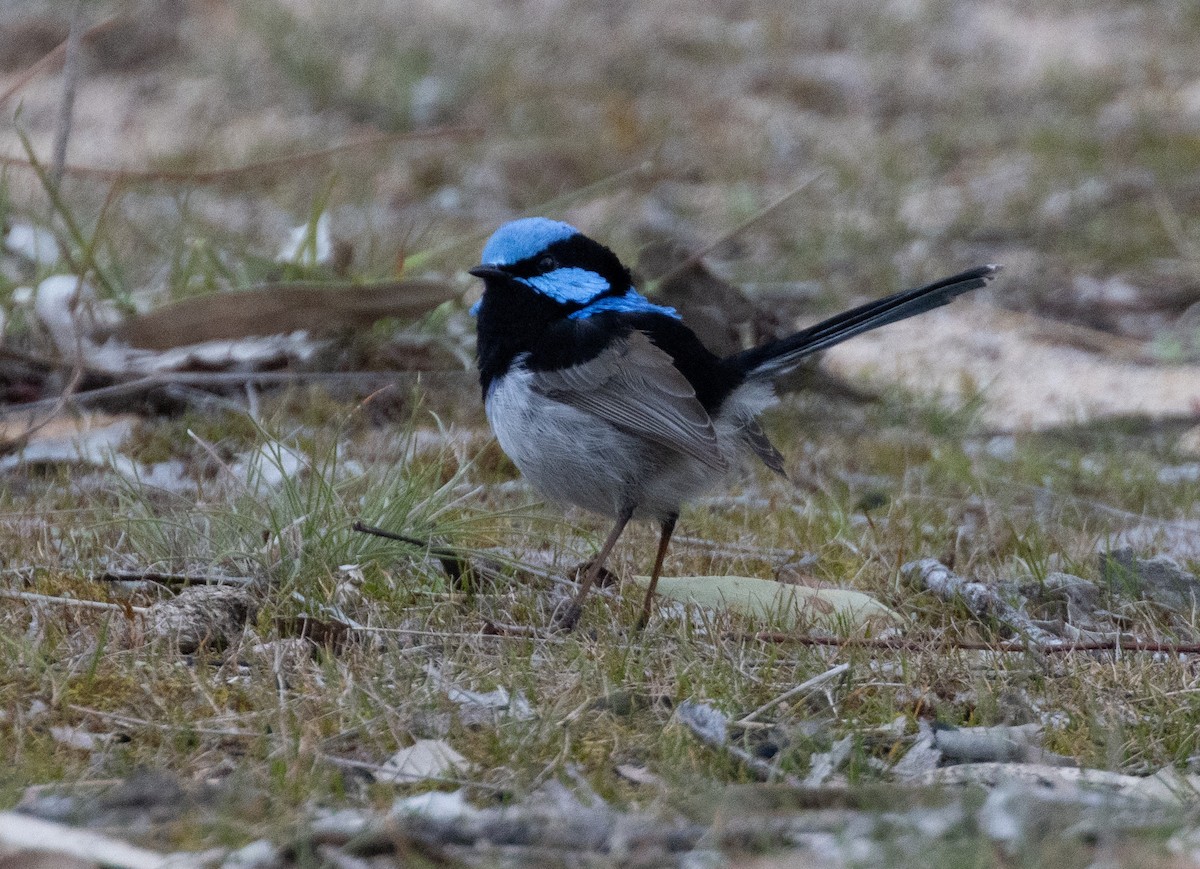 Superb Fairywren - ML623459381