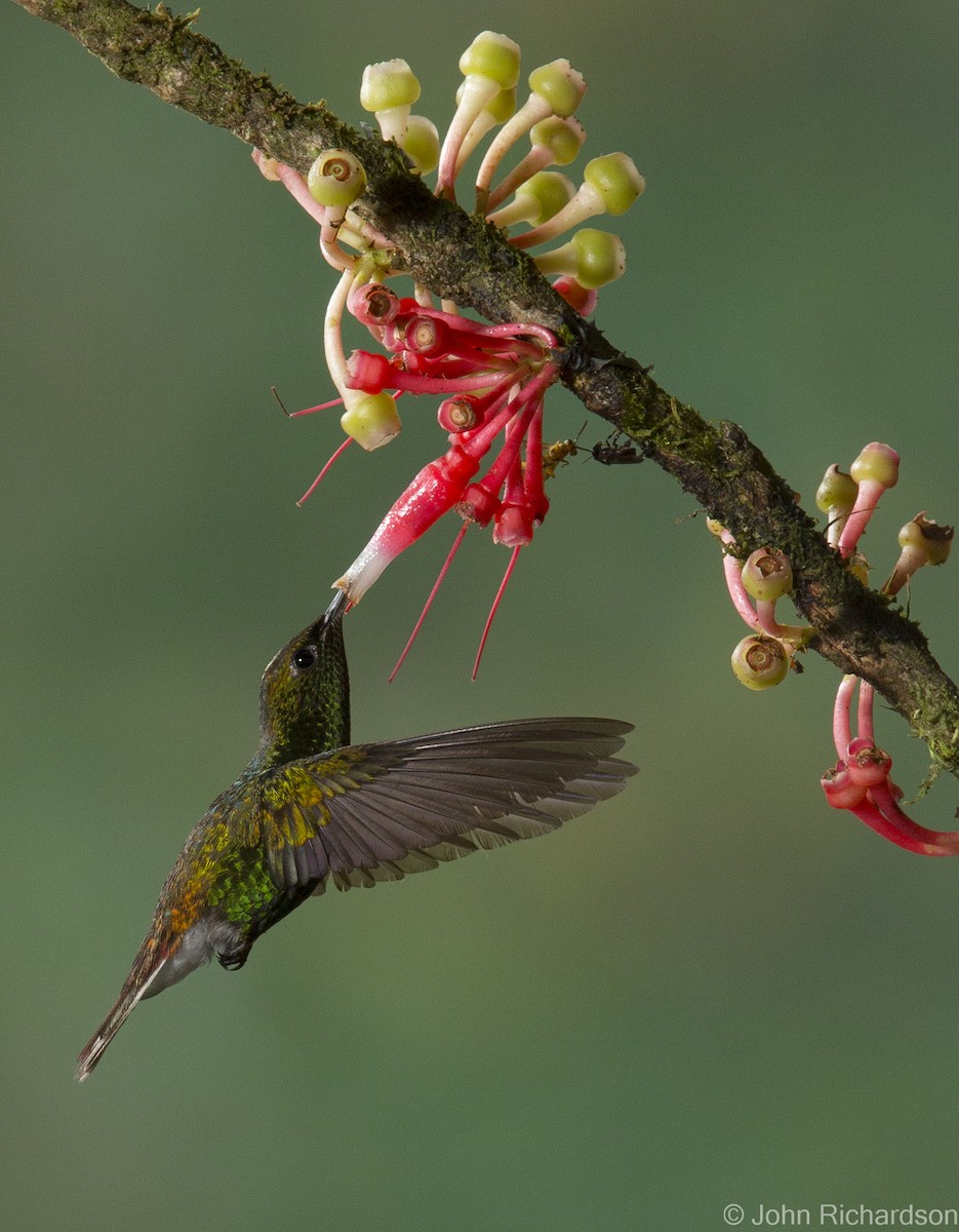 Coppery-headed Emerald - John Richardson