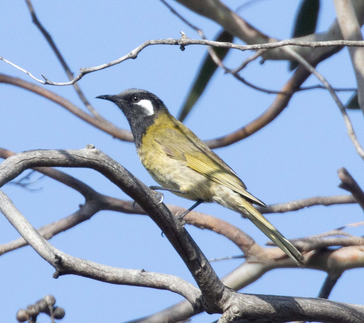 White-eared Honeyeater - ML623459423