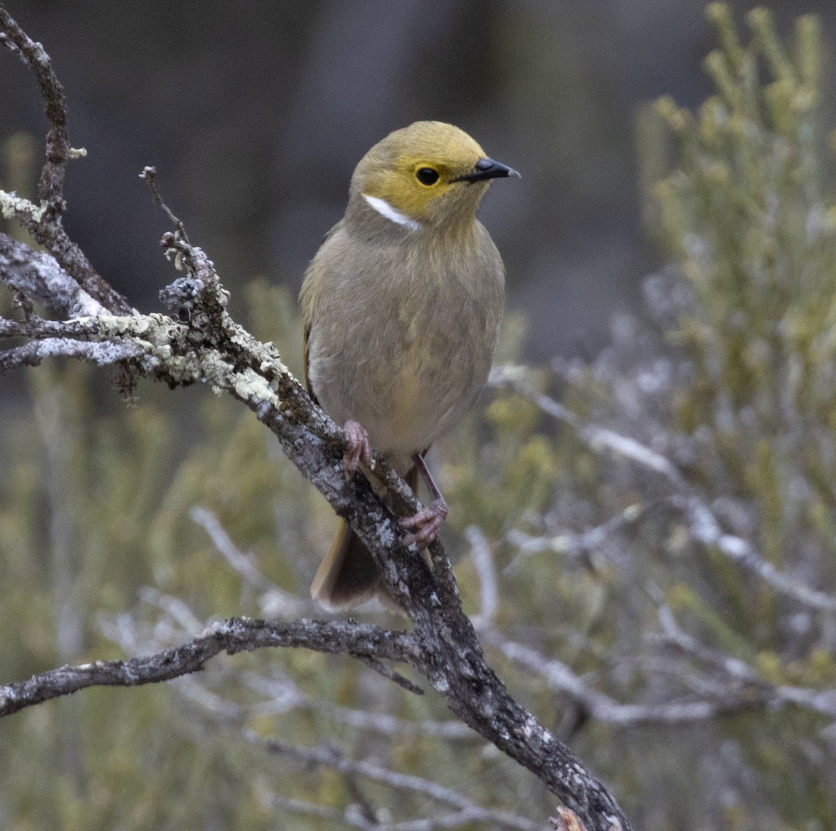 White-plumed Honeyeater - ML623459453