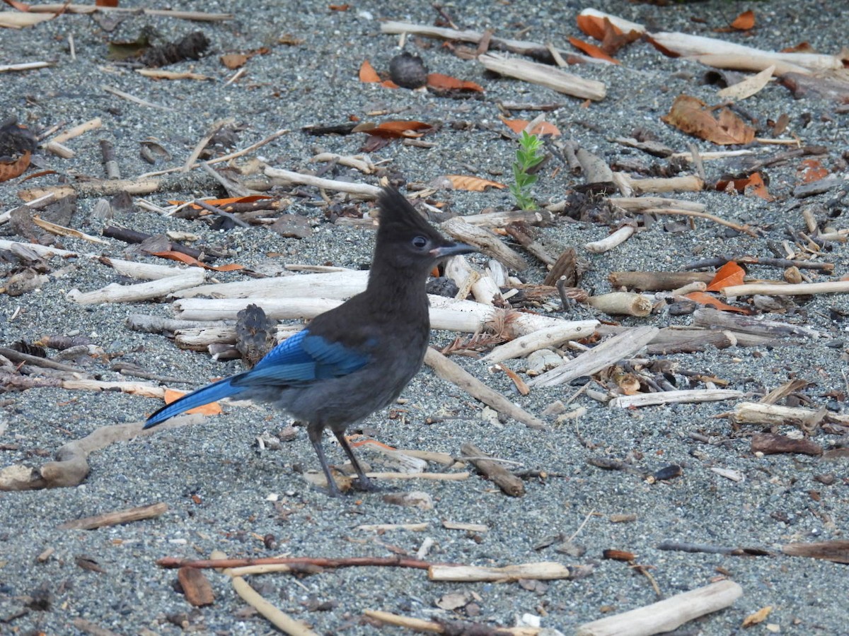 Steller's Jay - Tiffany Erickson