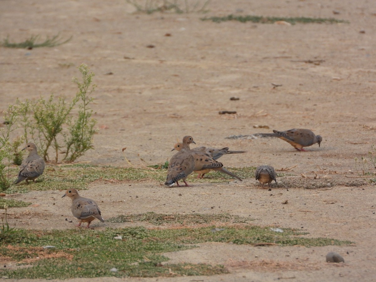 Mourning Dove - ML623459572