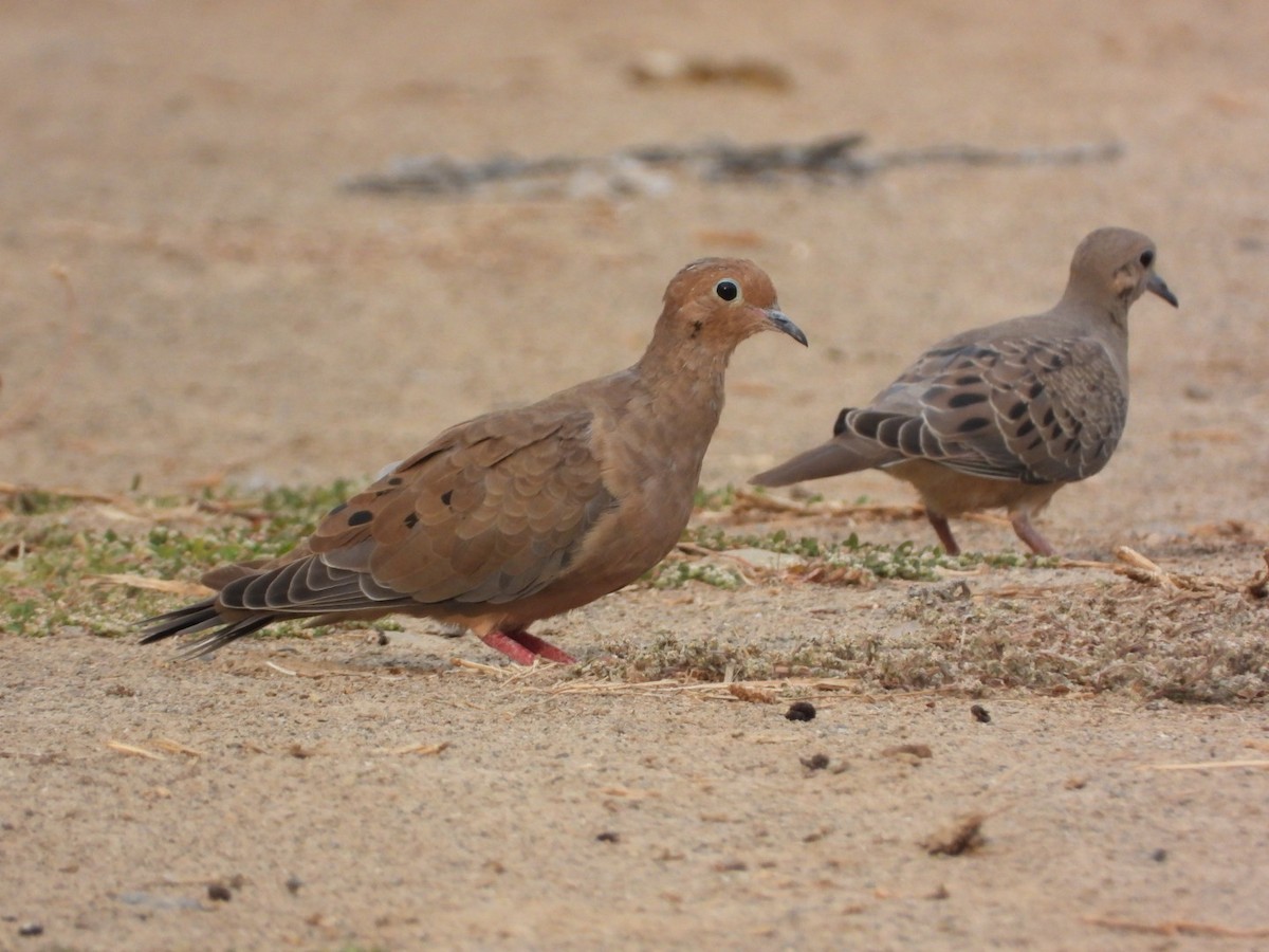 Mourning Dove - ML623459574