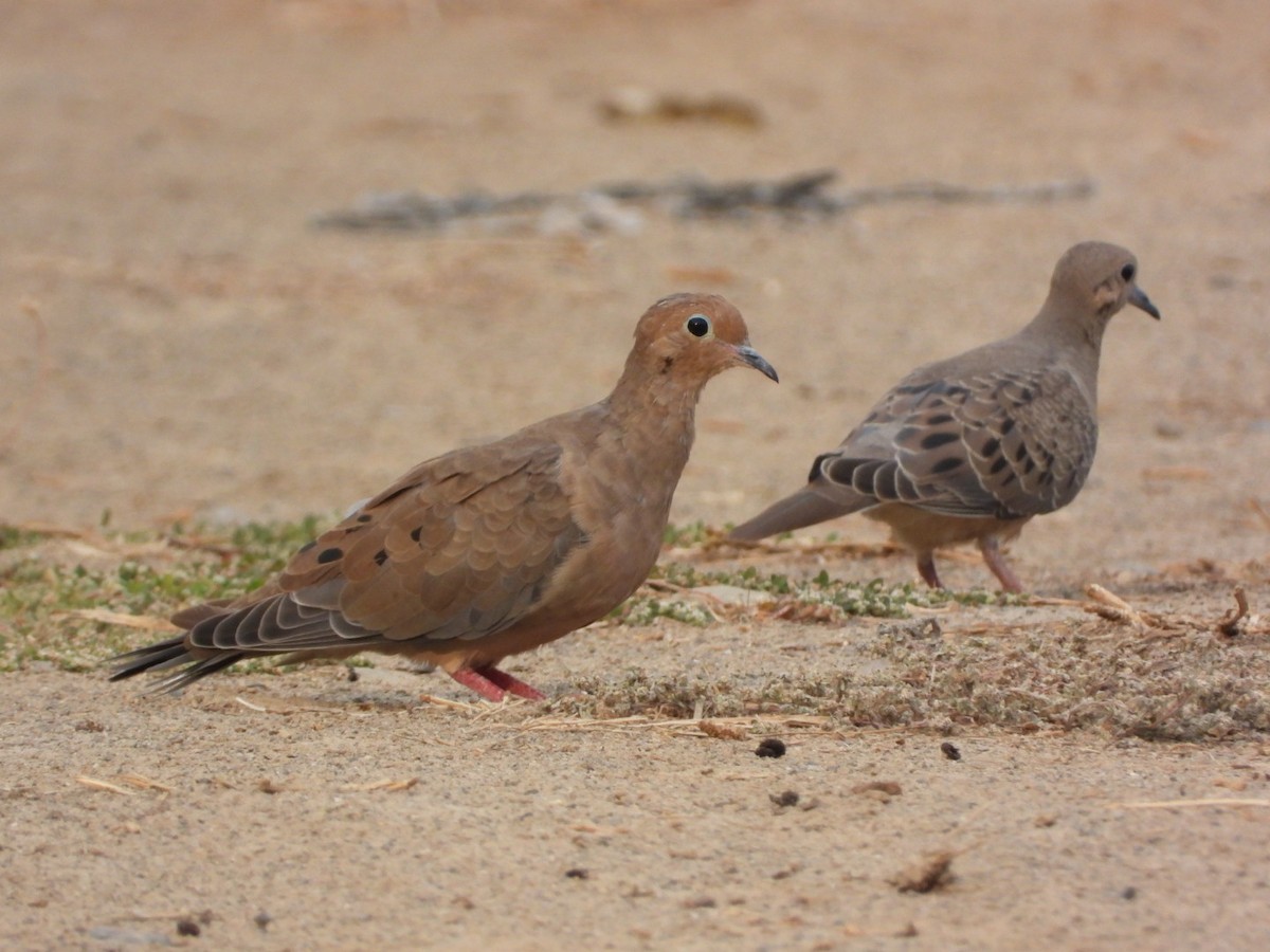 Mourning Dove - ML623459575