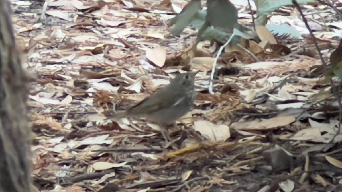 Hermit Thrush - ML623459607