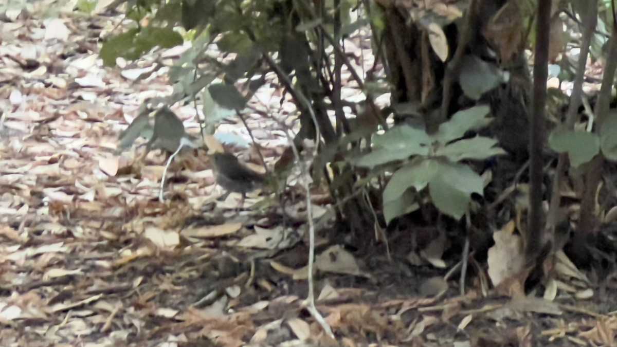 Hermit Thrush - ML623459608