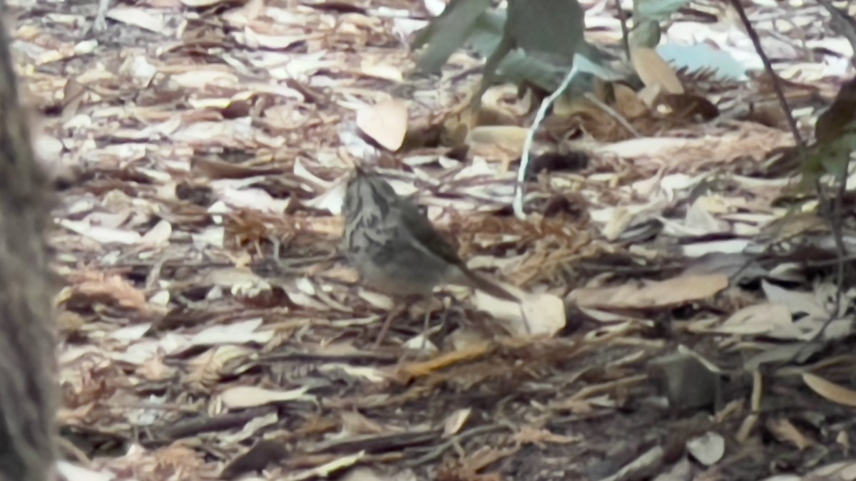 Hermit Thrush - ML623459609