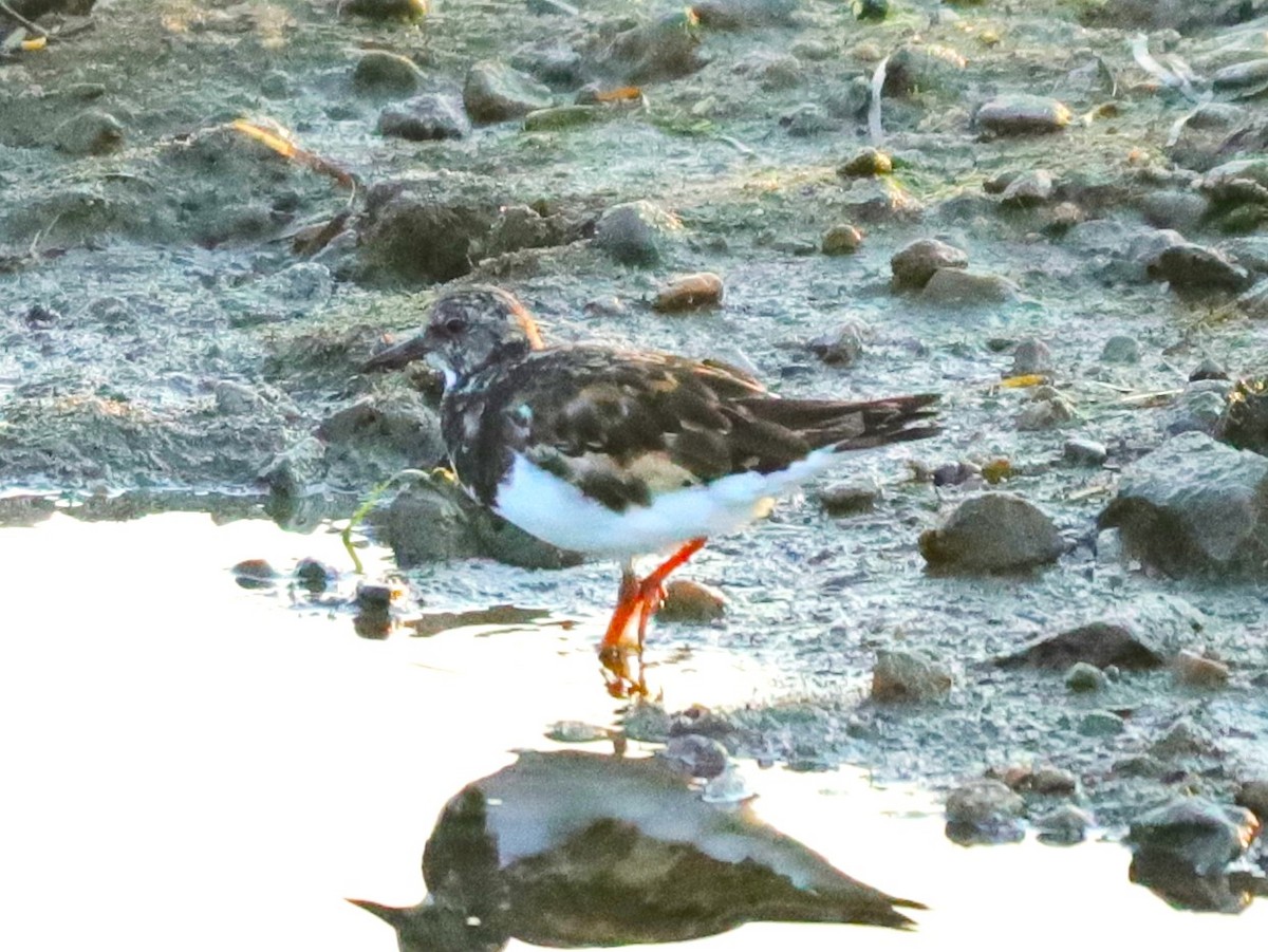 Ruddy Turnstone - ML623459734