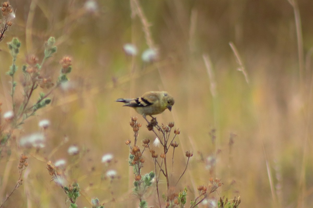 American Goldfinch - Cory Ruchlin