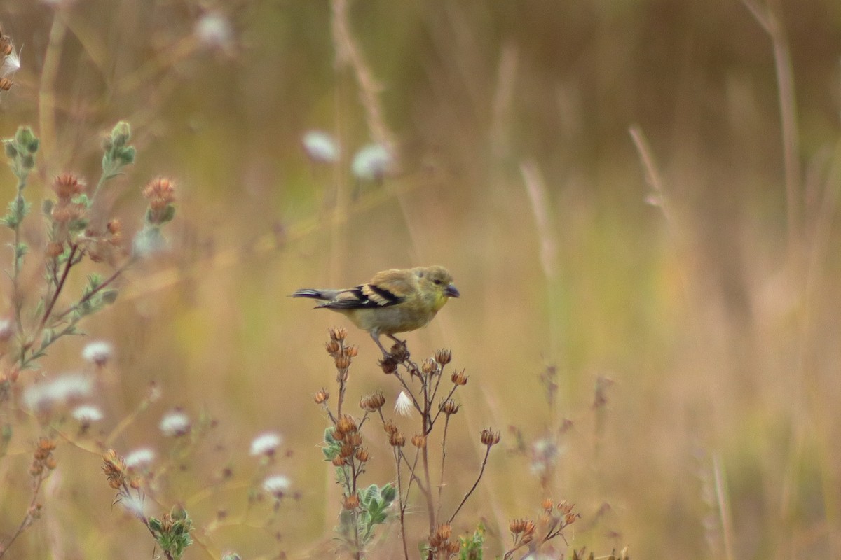 American Goldfinch - Cory Ruchlin