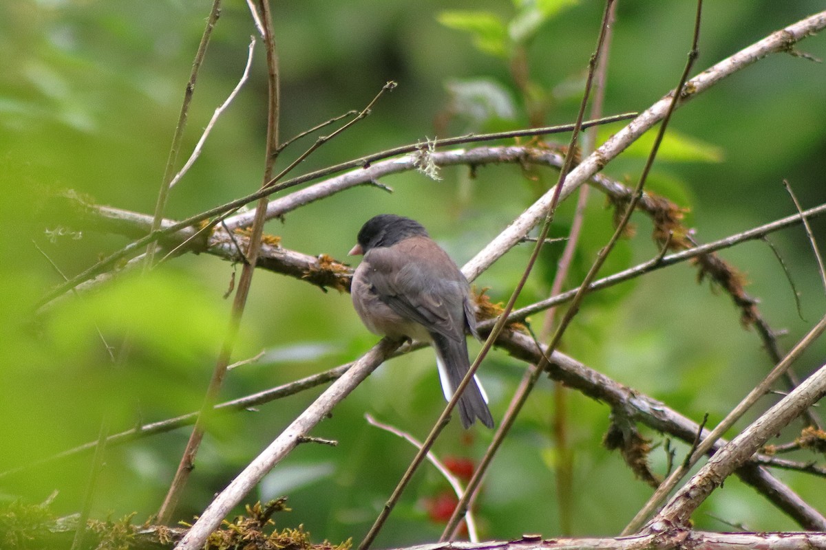 Dark-eyed Junco - ML623459751