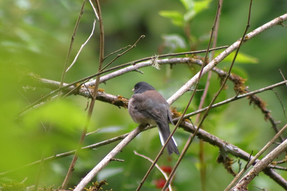 Dark-eyed Junco - ML623459752