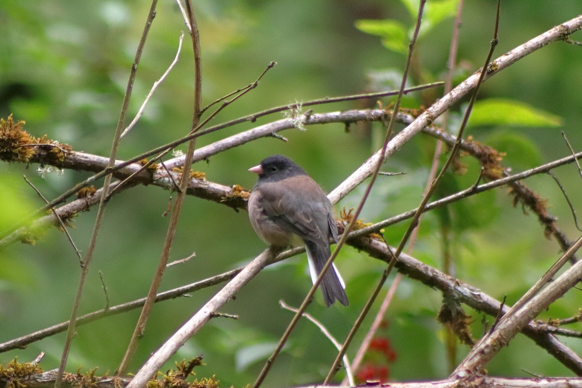 Dark-eyed Junco - ML623459753