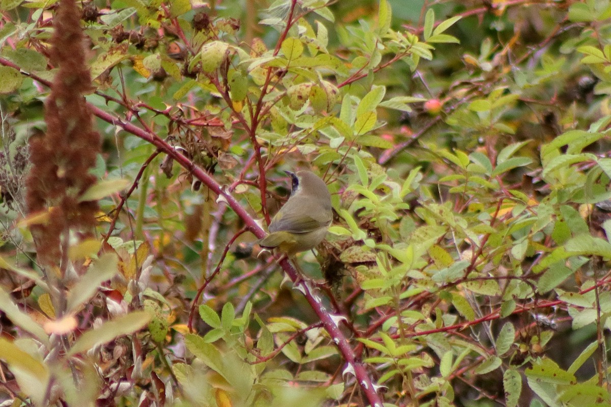 Weidengelbkehlchen - ML623459775