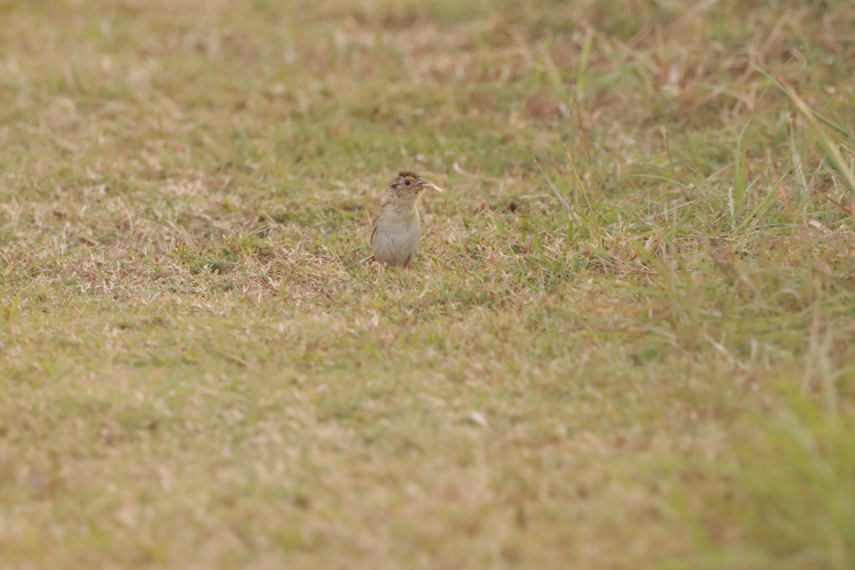 Grasshopper Sparrow - ML623459777