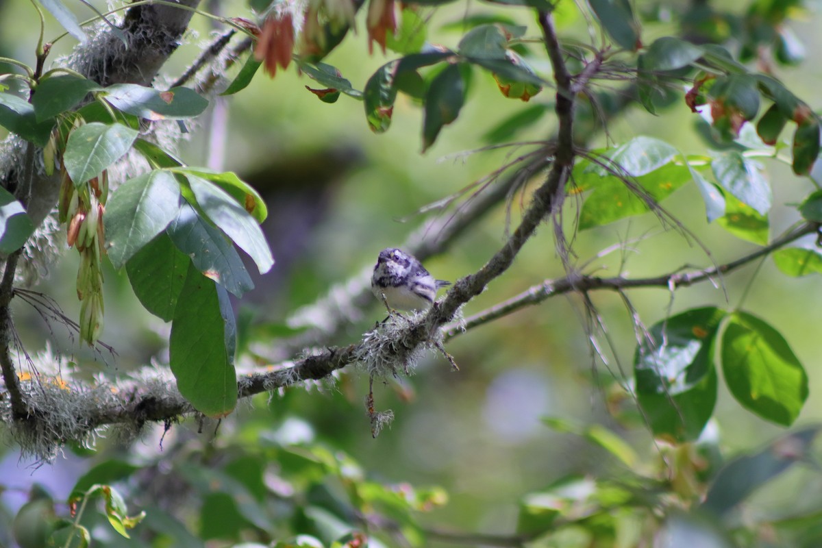 Black-throated Gray Warbler - ML623459778