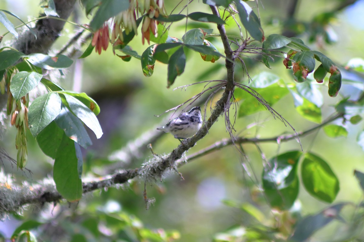 Black-throated Gray Warbler - ML623459779