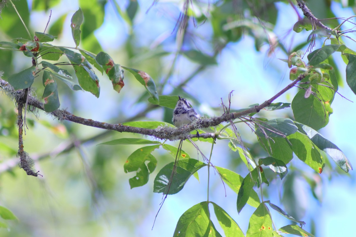 Black-throated Gray Warbler - ML623459780