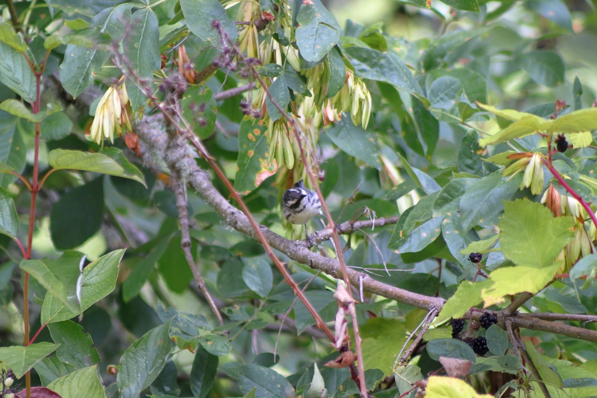 Black-throated Gray Warbler - ML623459781