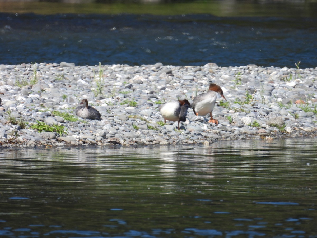 Common Merganser - Tiffany Erickson