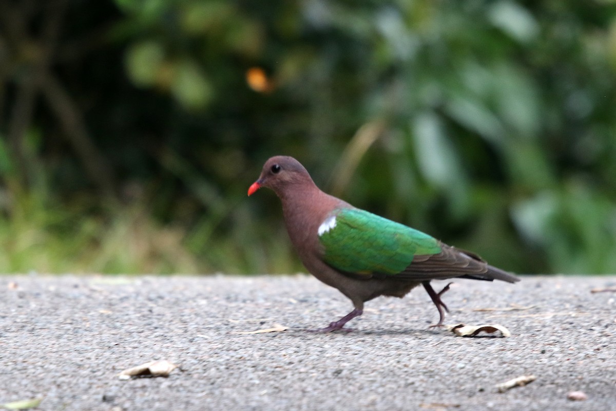 Pacific Emerald Dove - ML623459789