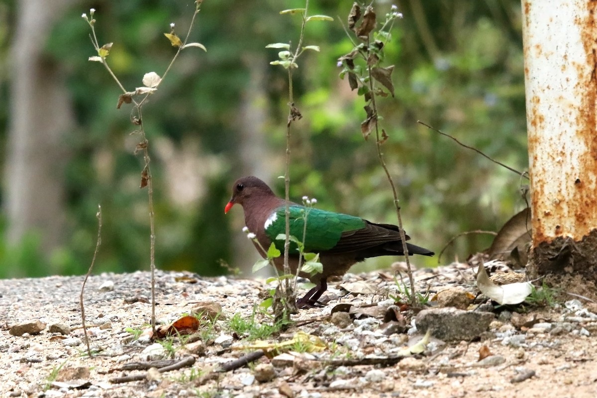 Pacific Emerald Dove - ML623459790