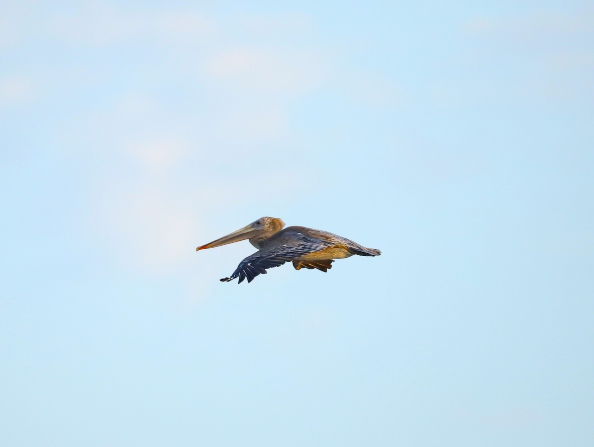 Brown Pelican - ML623459818