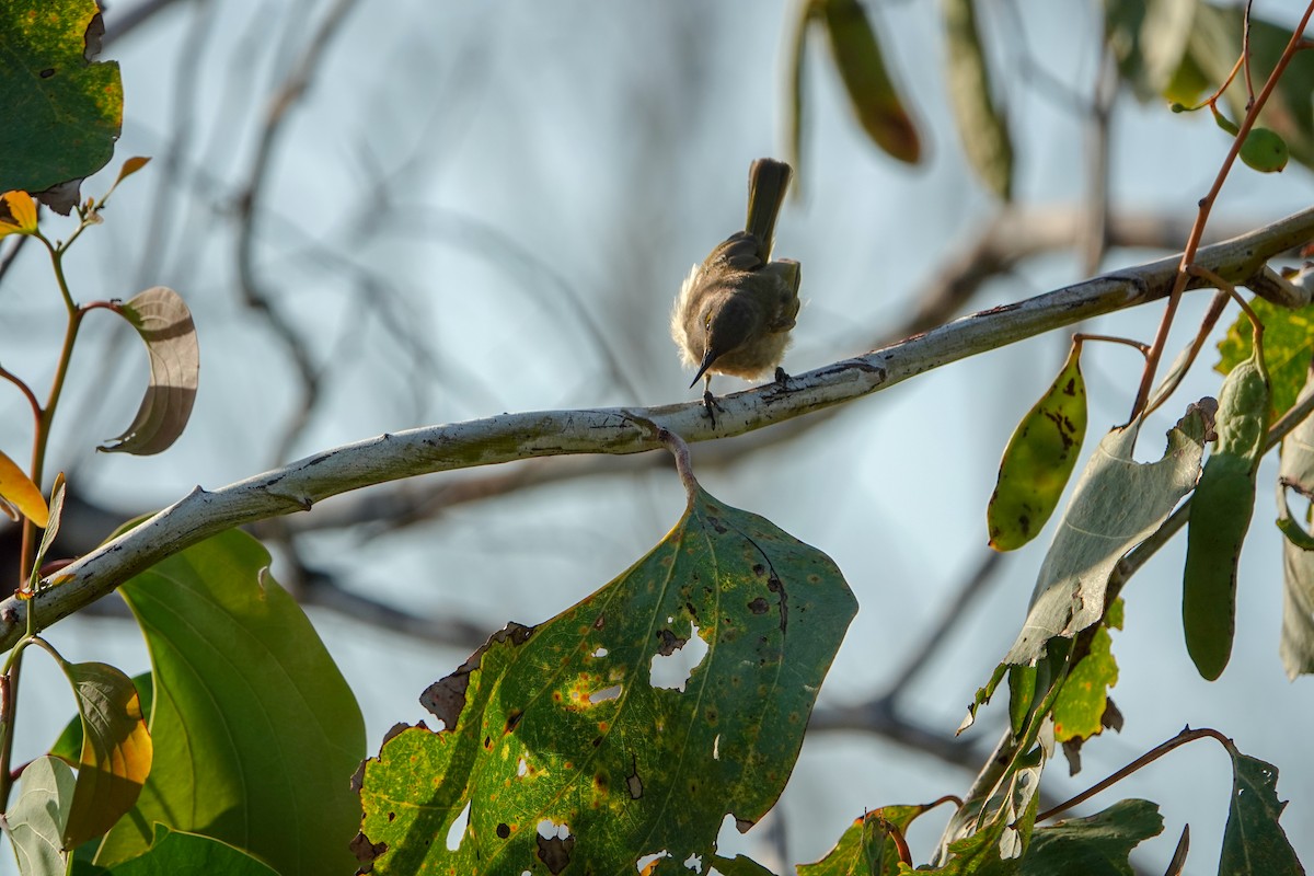 White-gaped Honeyeater - ML623459842