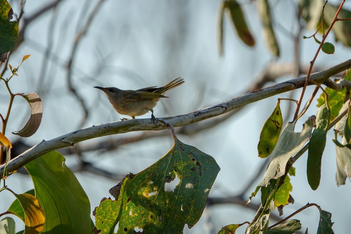 White-gaped Honeyeater - ML623459844