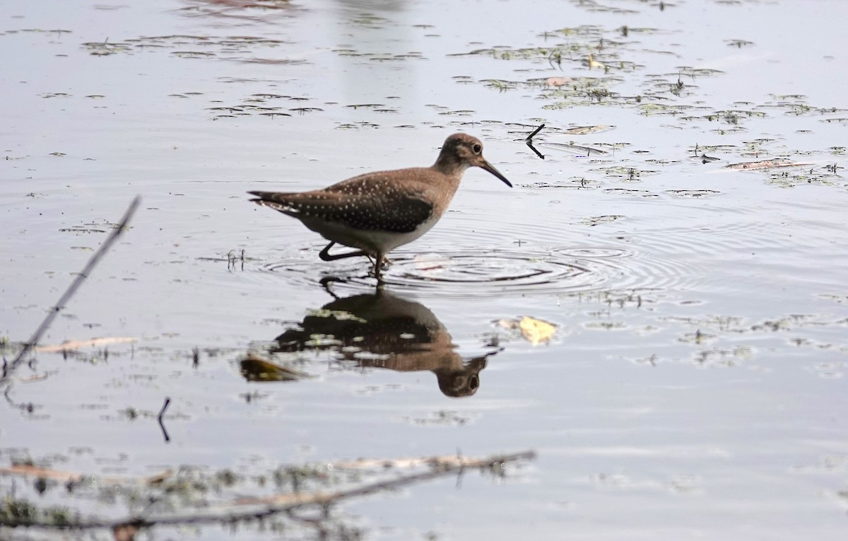 Solitary Sandpiper - ML623459846