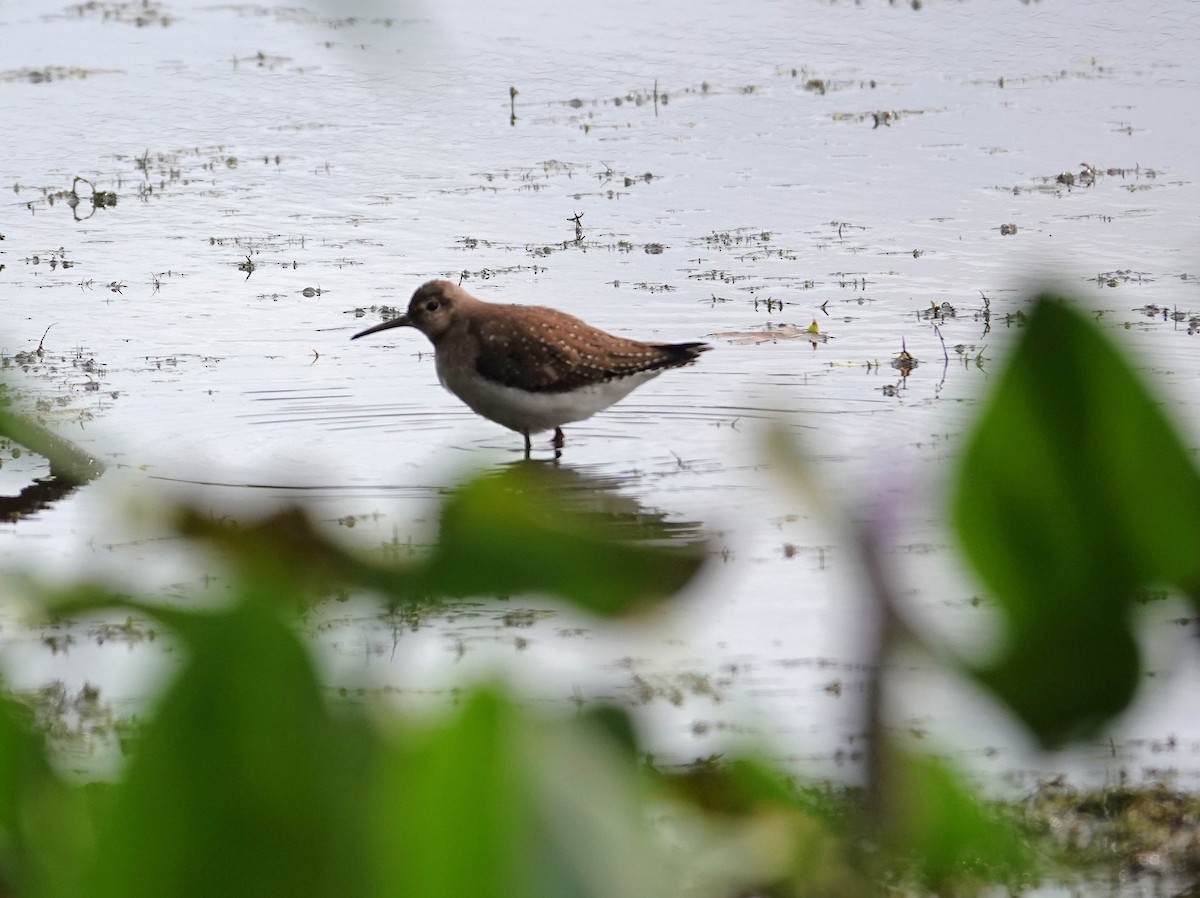 Solitary Sandpiper - ML623459848