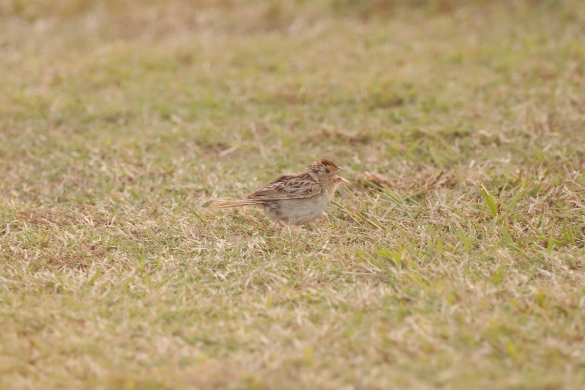 Grasshopper Sparrow - ML623459849