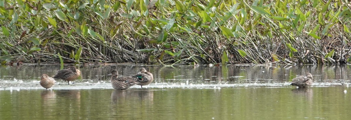 Green-winged Teal - ML623459860