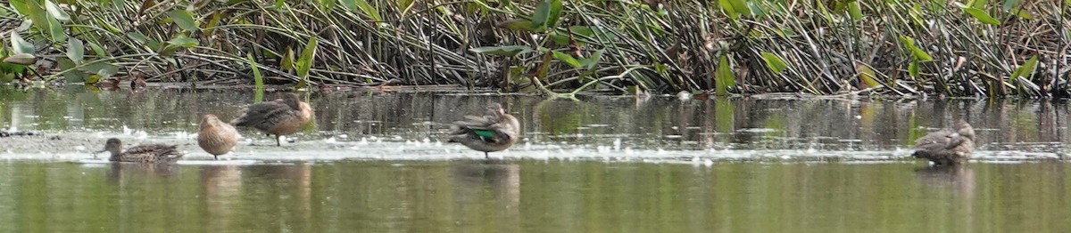 Green-winged Teal - ML623459862