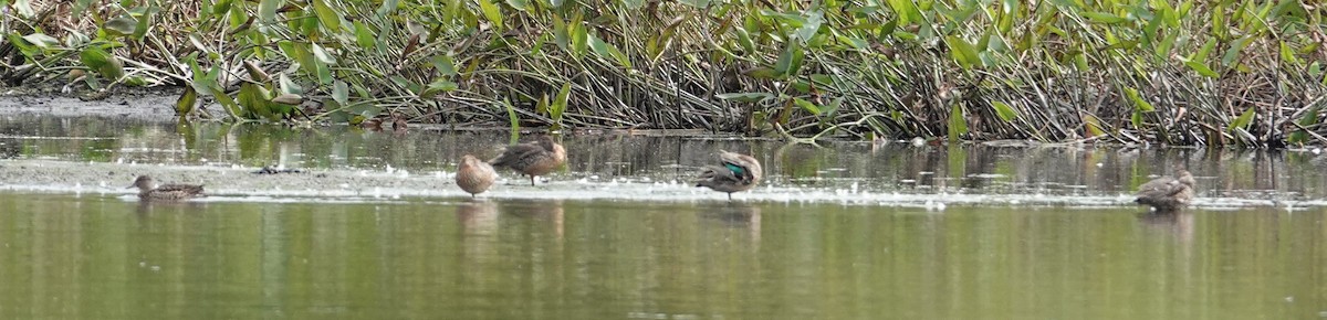 Green-winged Teal - ML623459863