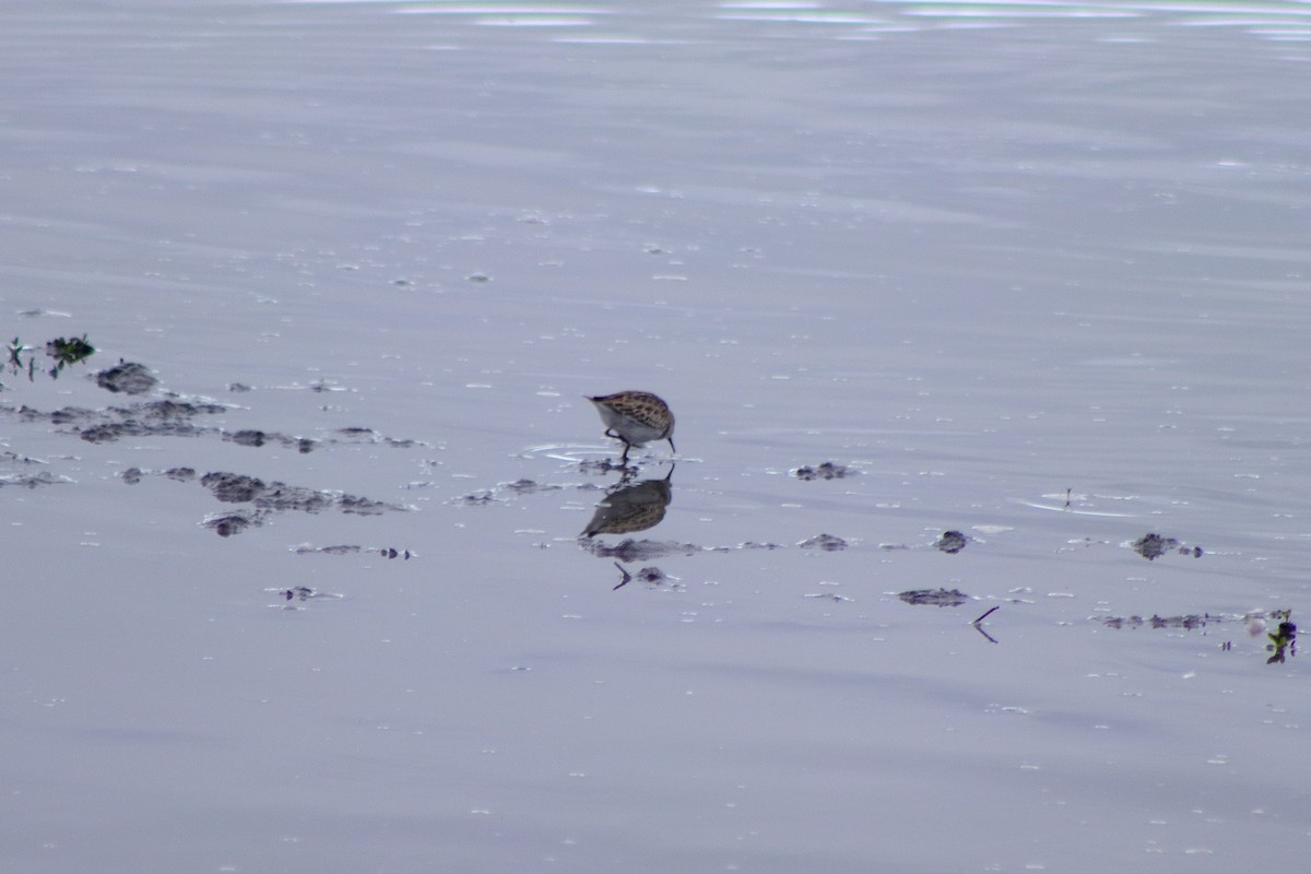 Least Sandpiper - ML623459867