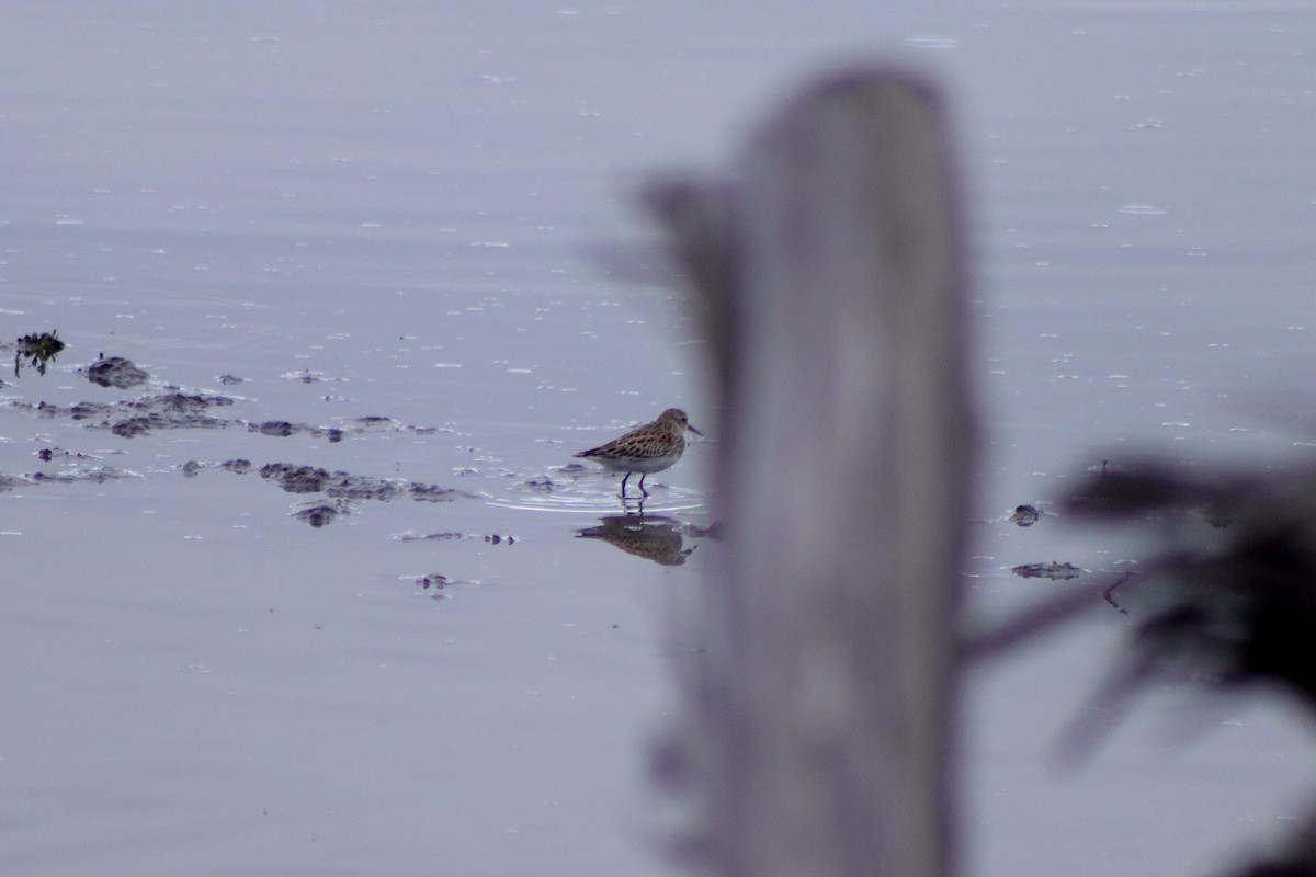 Least Sandpiper - ML623459869