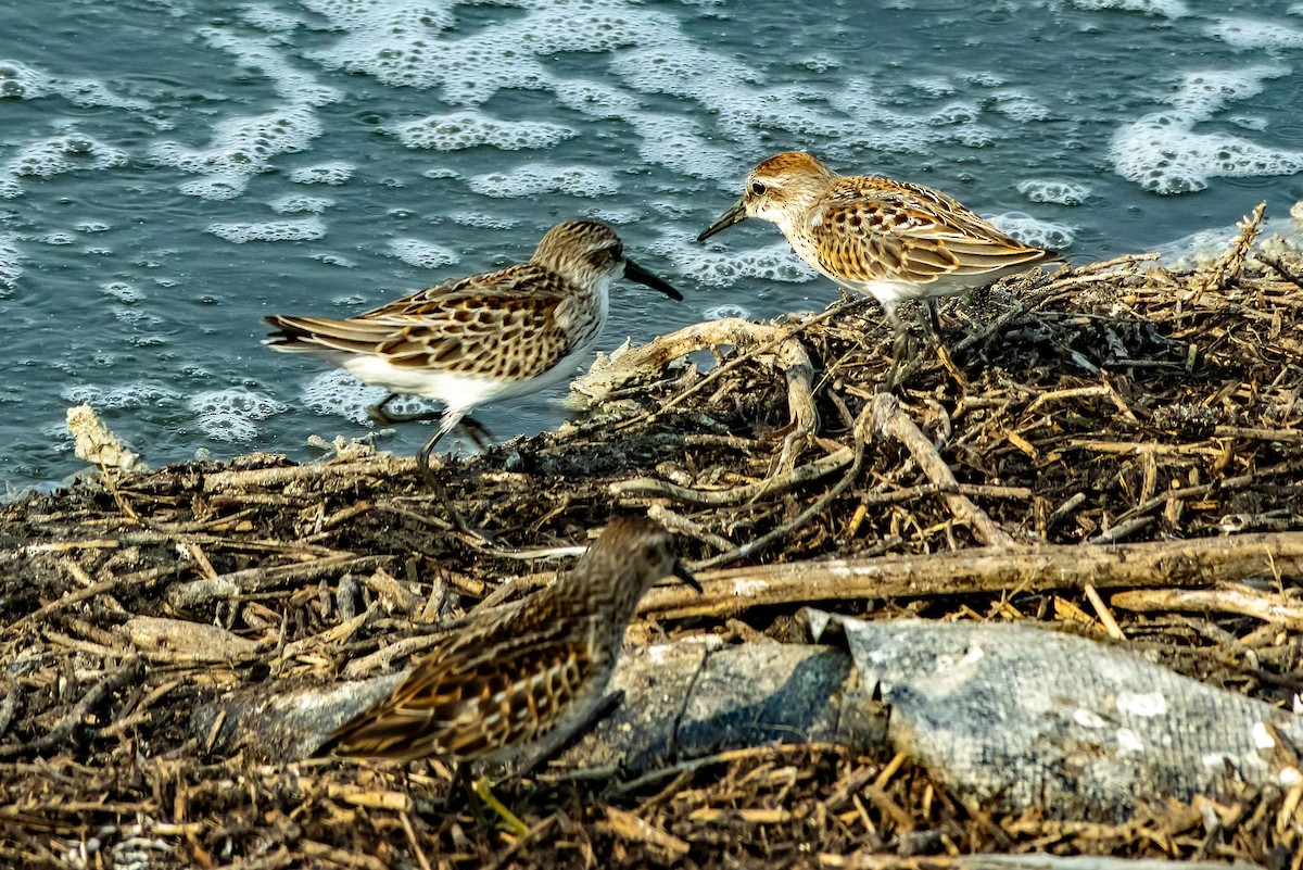 Western Sandpiper - ML623459872