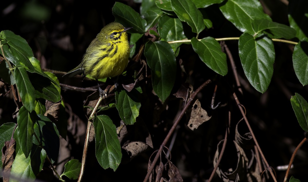 Prairie Warbler - ML623459876