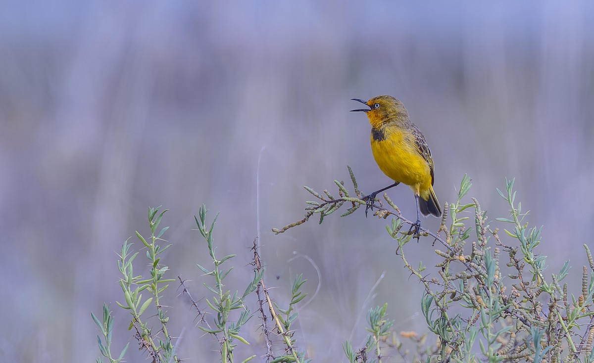 Yellow Chat - Geoff Dennis