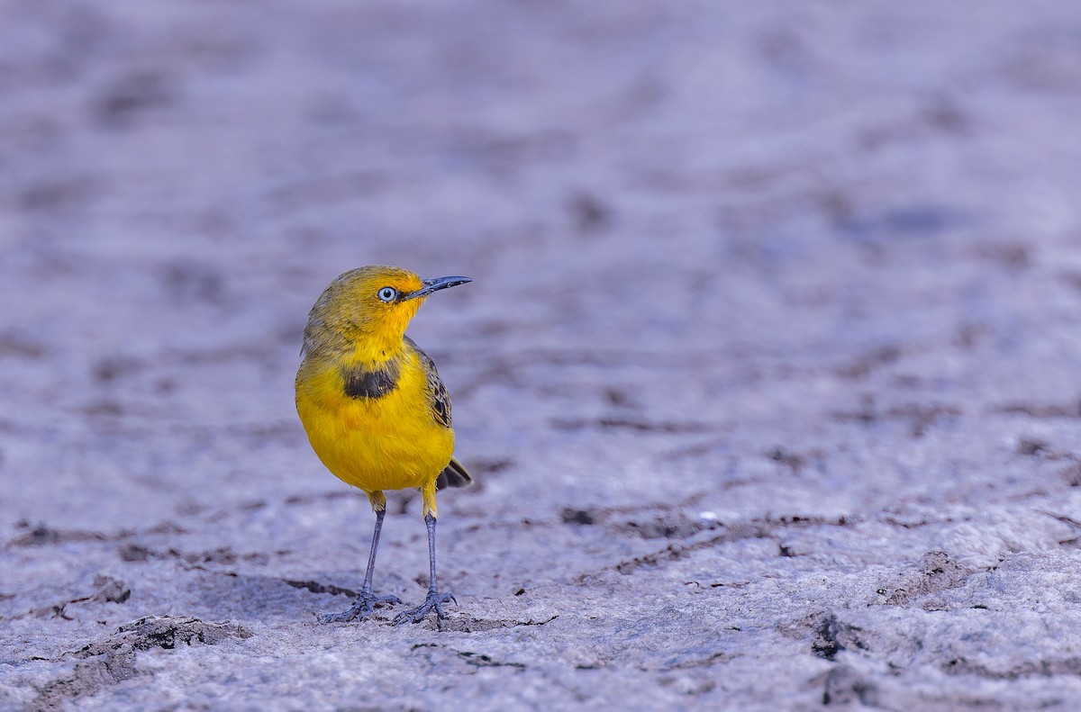 Yellow Chat - ML623459899