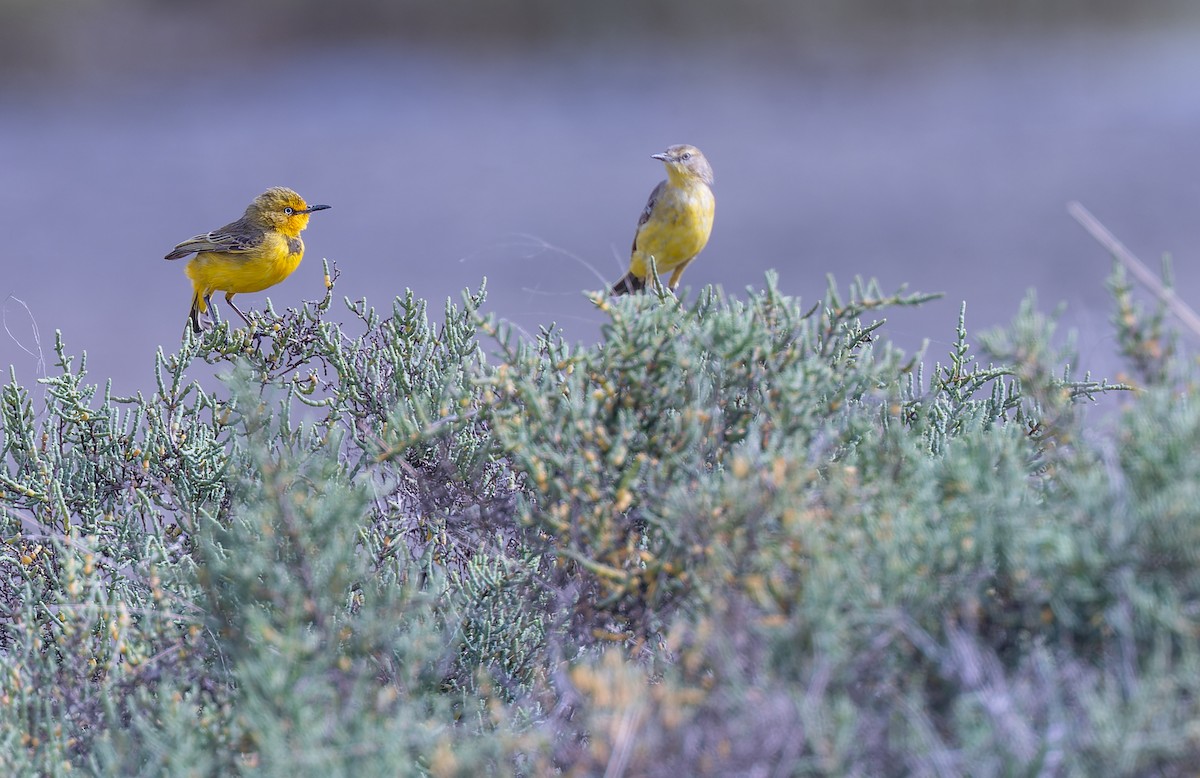 Yellow Chat - ML623459900