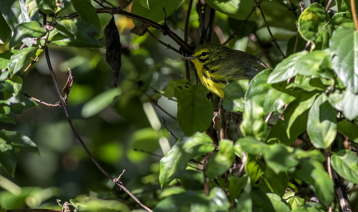 Prairie Warbler - Alex Eberts