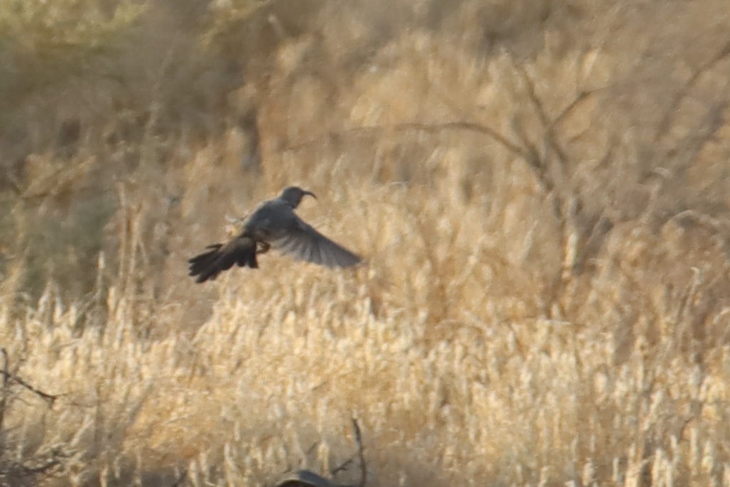 LeConte's Thrasher - ML623459994