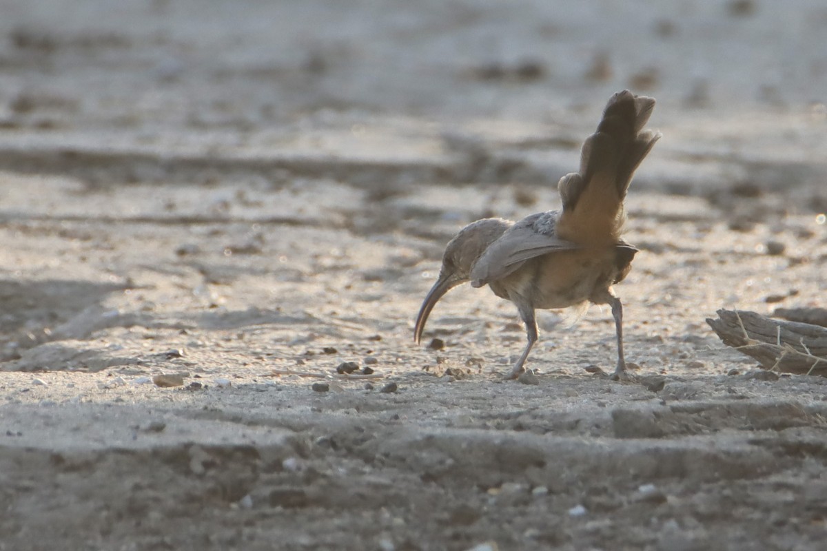 LeConte's Thrasher - Eric Mozas Casamayor