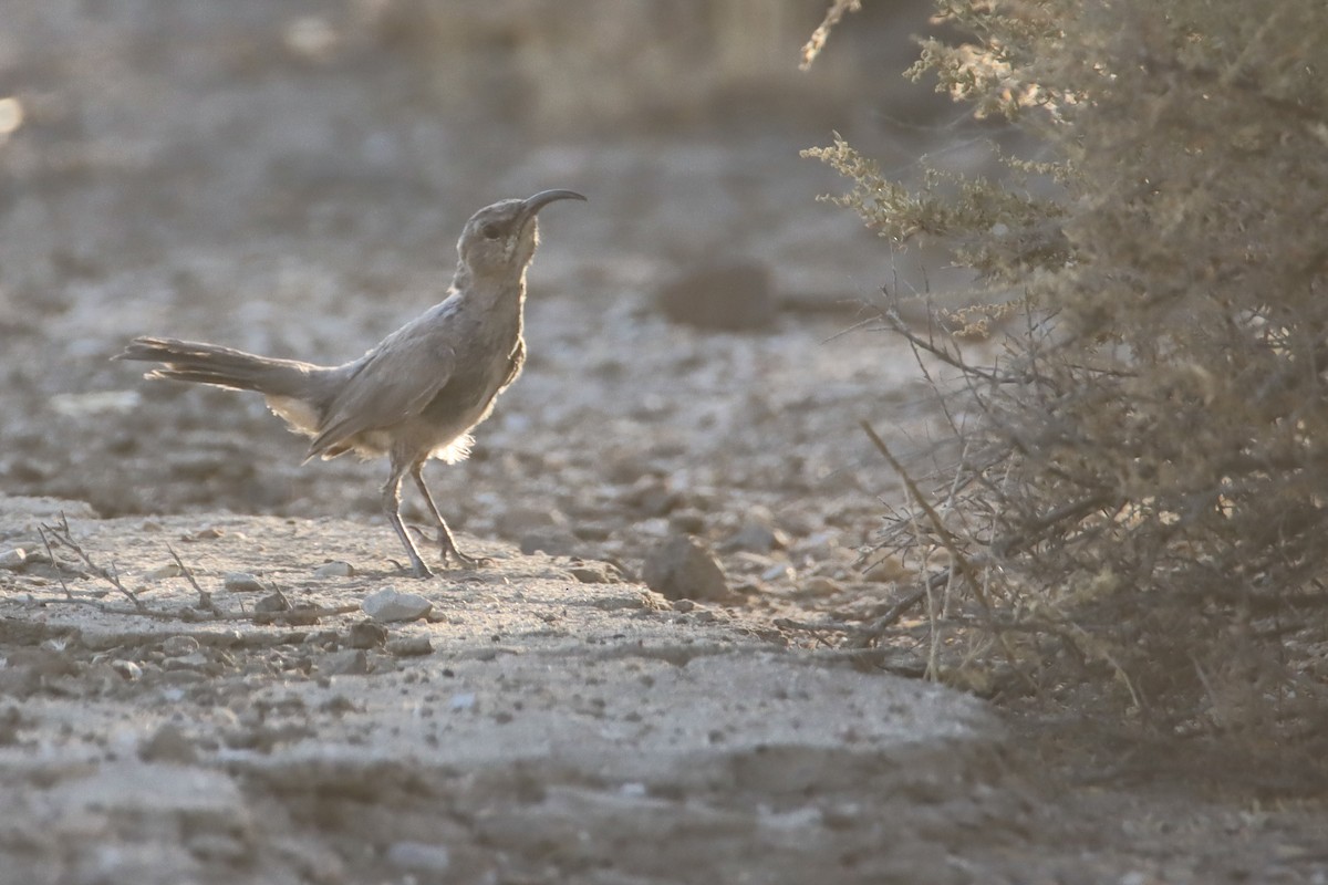 LeConte's Thrasher - Eric Mozas Casamayor