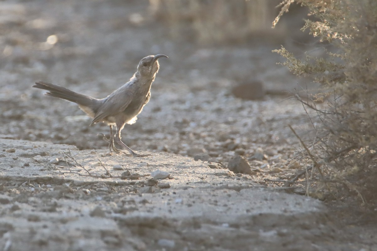 LeConte's Thrasher - ML623459998