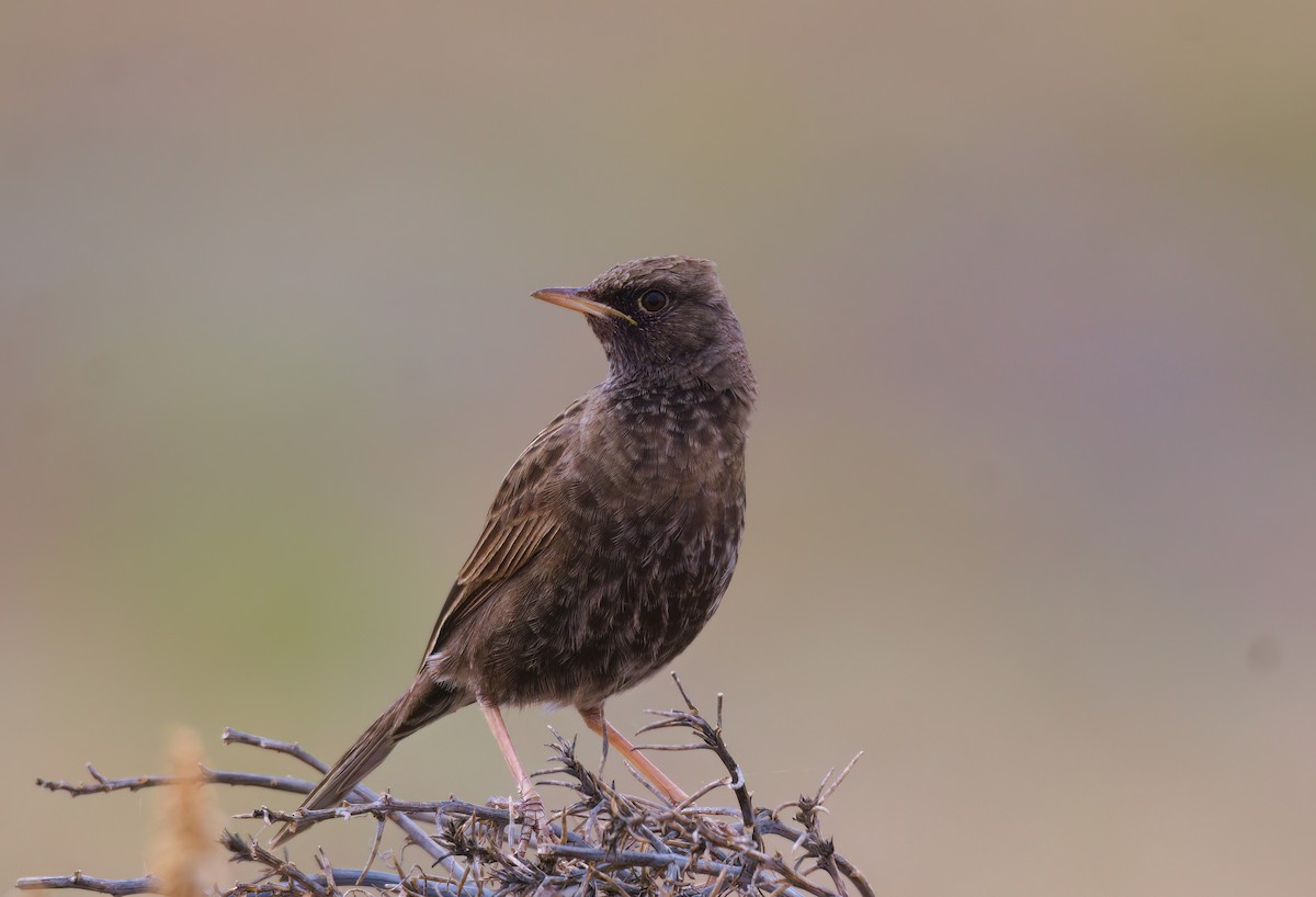 Brown Songlark - ML623460074